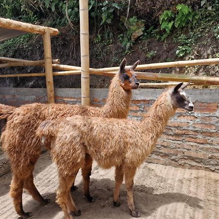 Appartamento Limon Salento Esterno foto